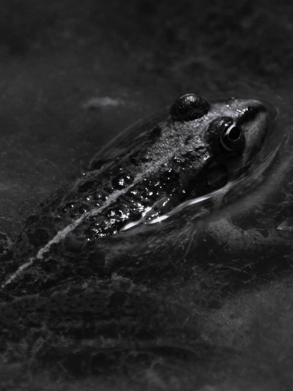 Black&White frog in the water